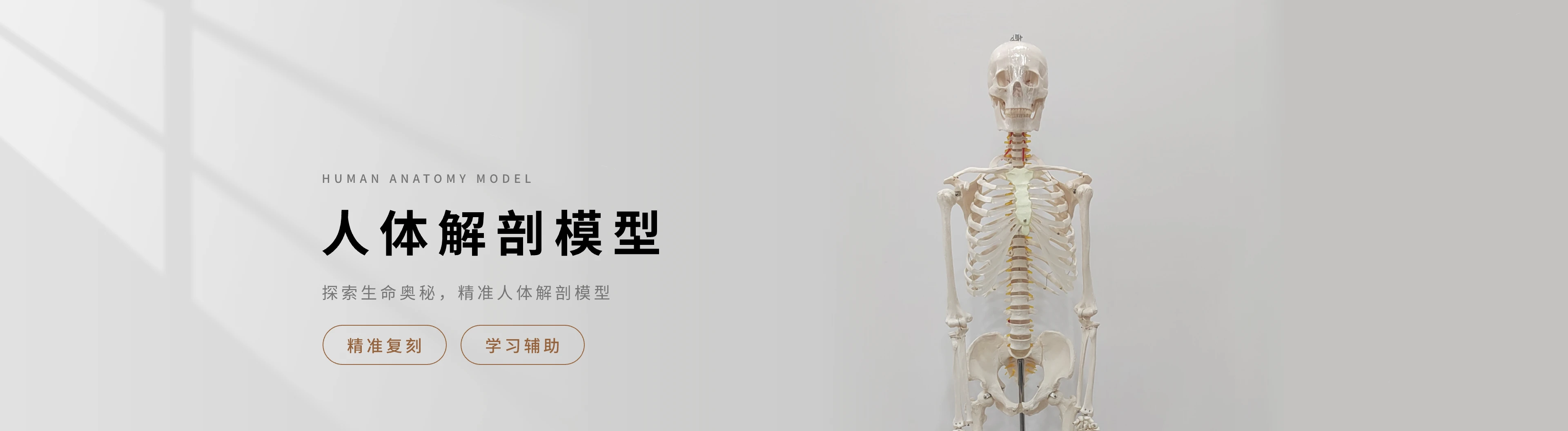 人体解剖模型
