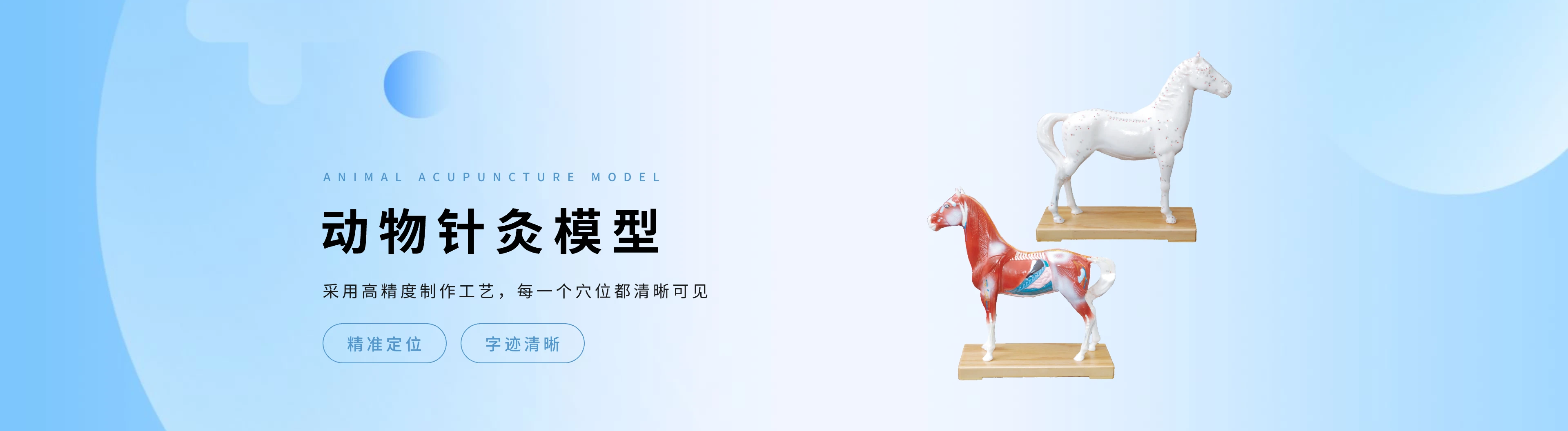 动物针灸模型