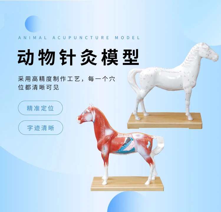 动物针灸模型