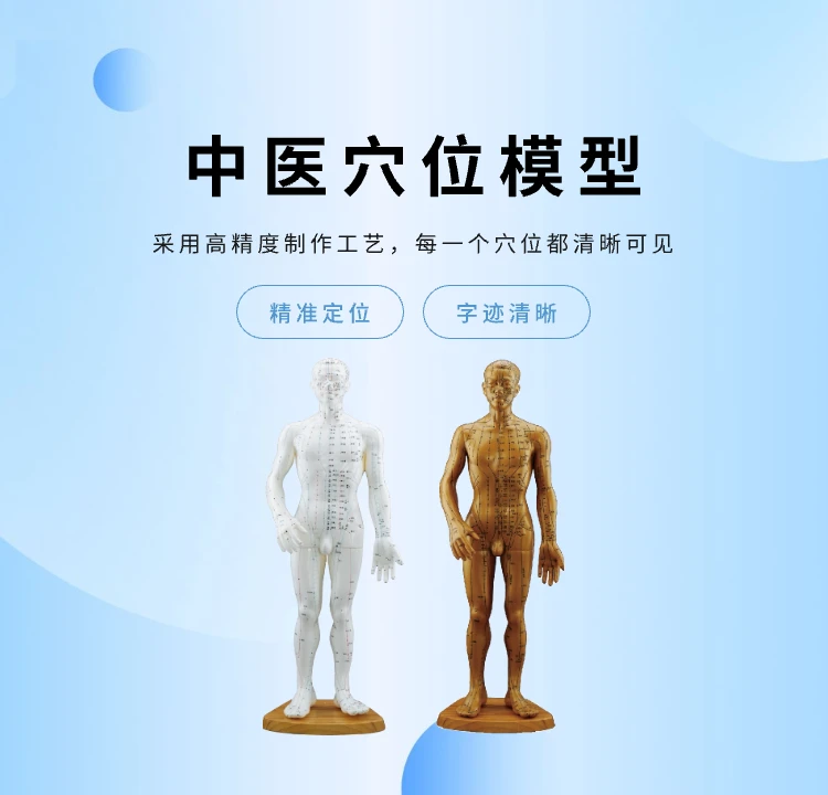 中医穴位模型