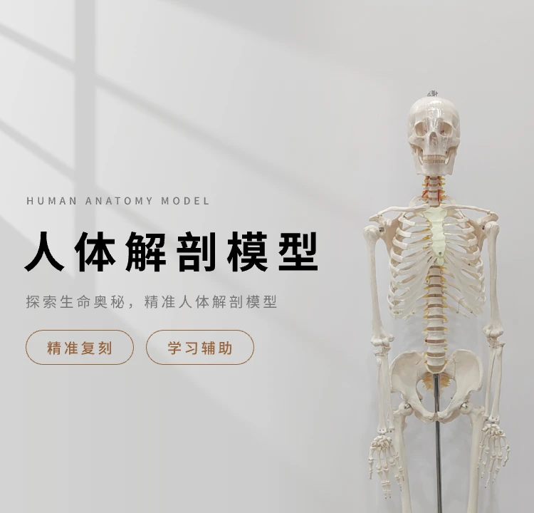 人体解剖模型